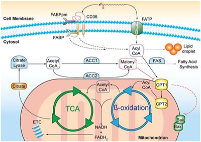 Epigenetic-Transcriptional Regulation of Fatty Acid Metabolism and Its Alterations in Leukaemia